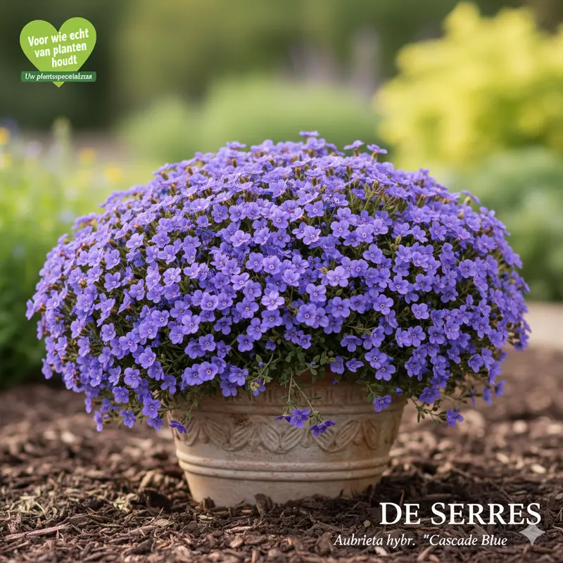 Aubrieta x cultorum 'Cascade Blue' P9