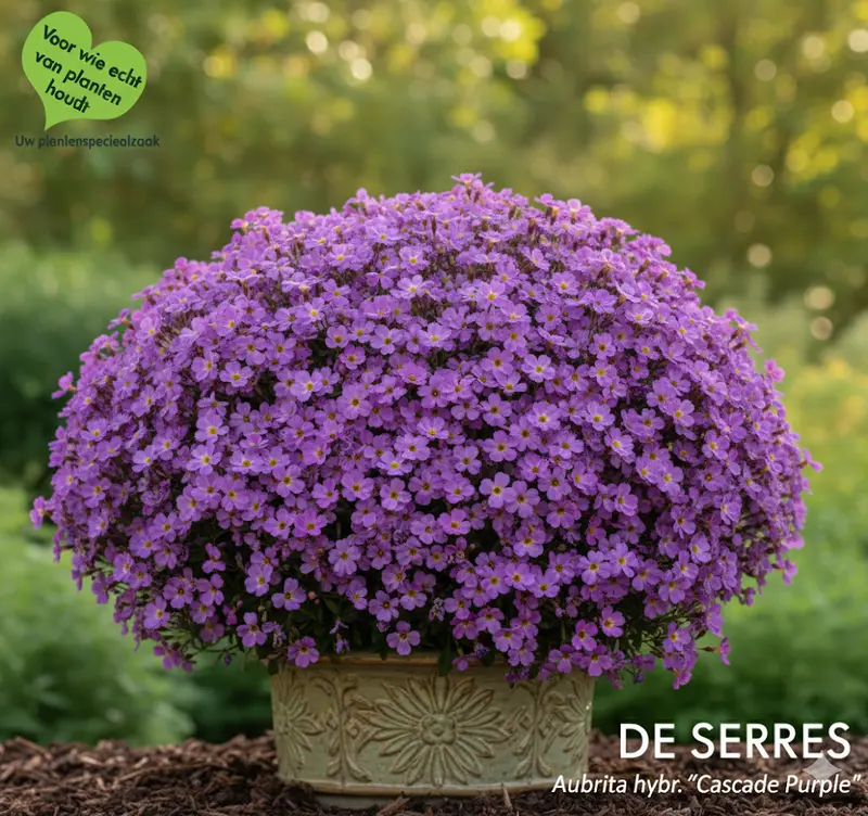 Aubrieta x cultorum 'Cascade Purple' P9