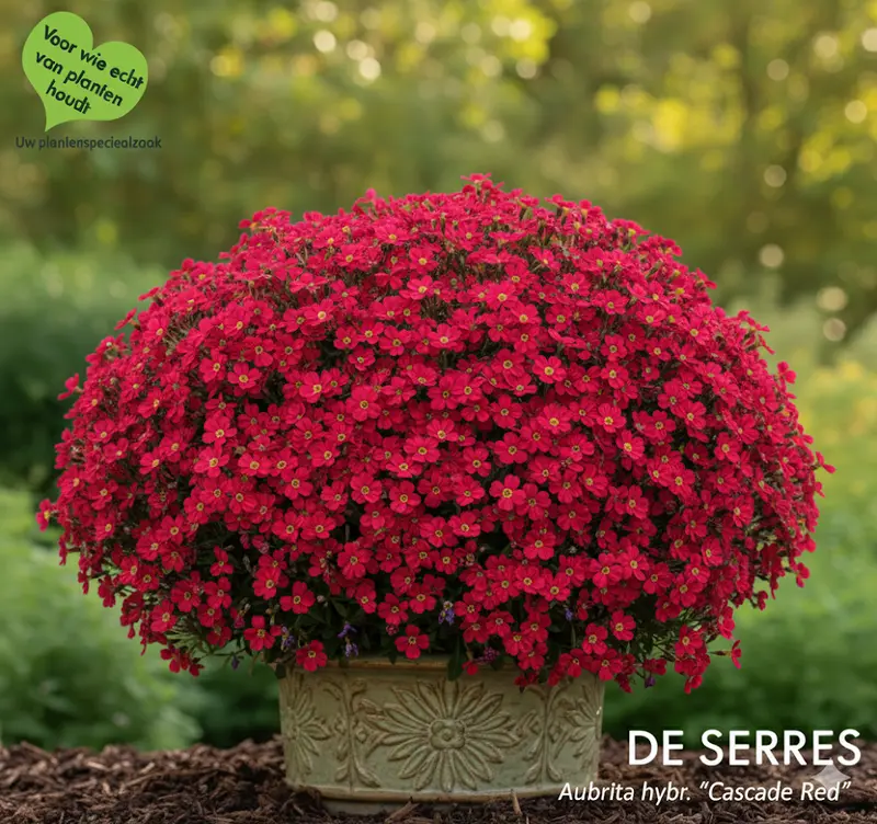 Aubrieta x cultorum 'Cascade Red' P9