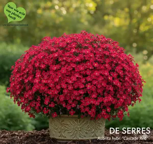 Aubrieta x cultorum 'Cascade Red' P9