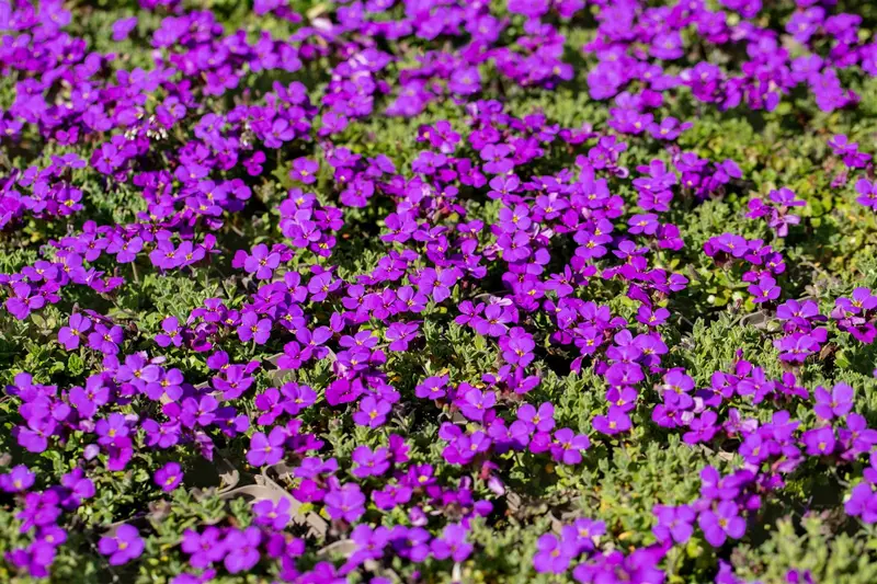 Hamburger Stadtpark - afbeelding 9