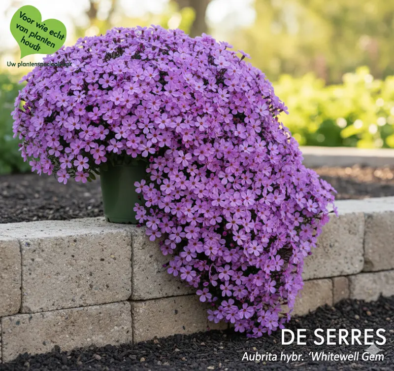 Aubrieta x cultorum 'Whitewell Gem' P9