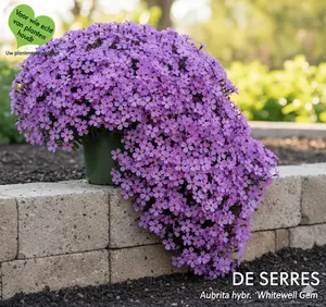 Aubrieta x cultorum 'Whitewell Gem' P9