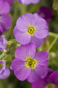 Aubrieta - afbeelding 3