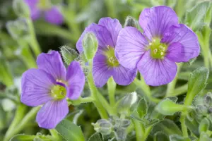 Aubrieta - afbeelding 3