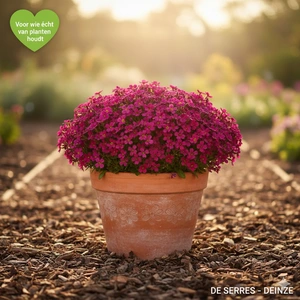 Aubrieta x cultorum 'Red Carpet' P9