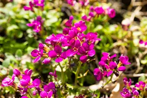 Arabis cauc. 'Deep Rose' P9