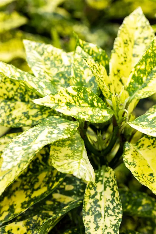 Crotonifolia - afbeelding 4
