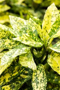 Crotonifolia - afbeelding 4