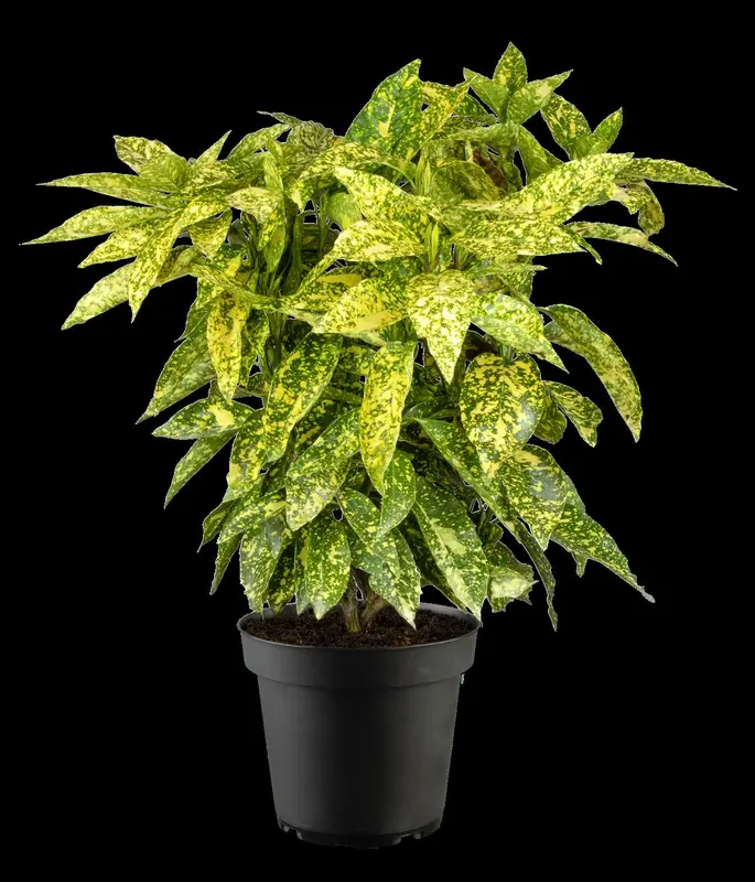 Crotonifolia - afbeelding 3