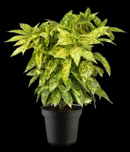 Crotonifolia - afbeelding 3