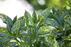 Crotonifolia - afbeelding 5