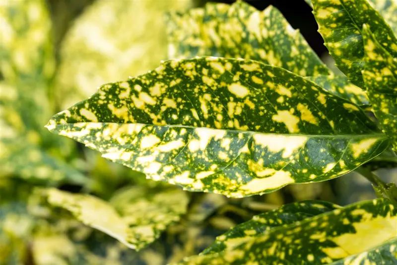 Crotonifolia - afbeelding 5