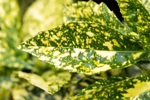 Crotonifolia - afbeelding 5