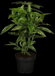 Variegata - afbeelding 2
