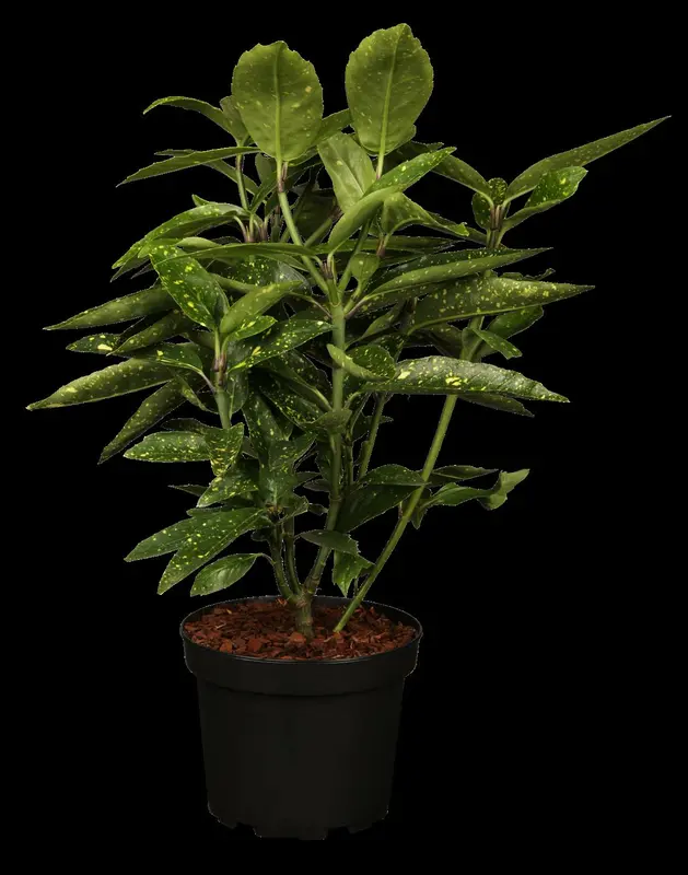 Variegata - afbeelding 1