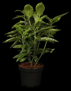 Variegata - afbeelding 5