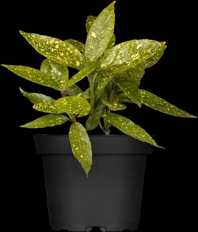 Variegata - afbeelding 5
