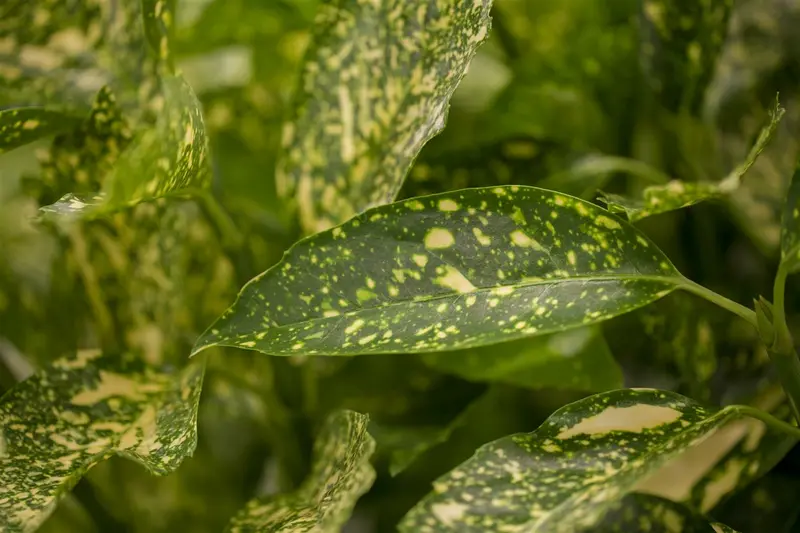 Variegata - afbeelding 4