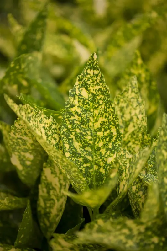 Aucuba jap. 'Variegata' 50- 60   C10 - afbeelding 1