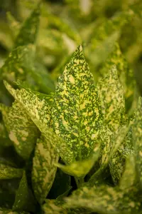 Aucuba jap. 'Variegata' 50- 60   C10 - afbeelding 1