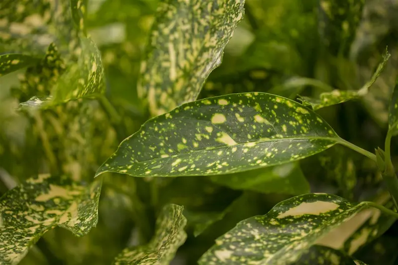 Aucuba jap. 'Variegata' 50- 60   C10 - afbeelding 2