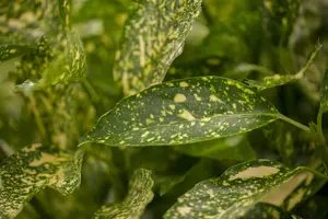 Aucuba jap. 'Variegata' 50- 60   C10 - afbeelding 2