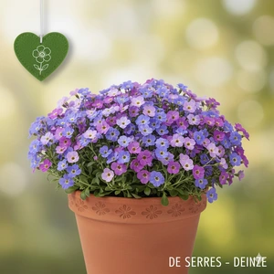 Aubrieta x cultorum 'Audrey® Blue Shades' P10.5