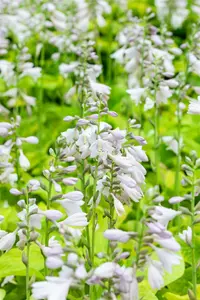 hosta hybr. 'august moon' P9 - afbeelding 2