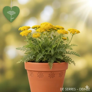Achillea tomentosa 'Aurea' P10.5