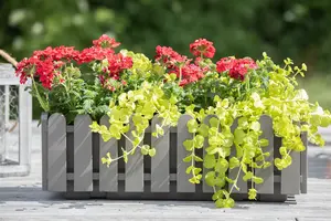 lysimachia num. 'aurea' P9 - afbeelding 4