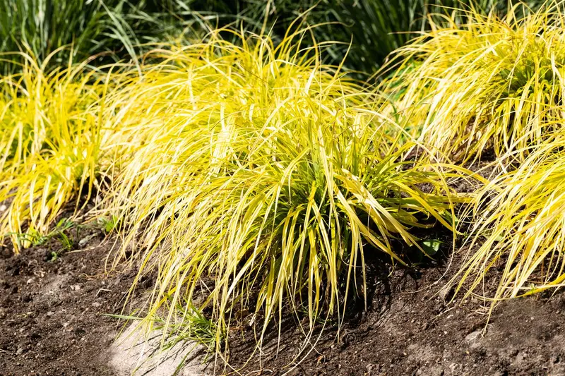 Carex elata 'Aurea' ('bowles golden') P9 - afbeelding 1