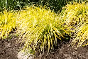 Carex elata 'Aurea' ('bowles golden') P9 - afbeelding 1
