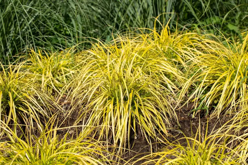 Carex elata 'Aurea' ('bowles golden') P9 - afbeelding 2