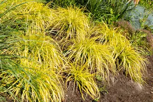 Carex elata 'Aurea' ('bowles golden') P9 - afbeelding 3