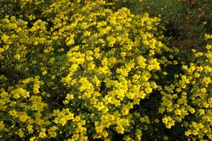 aurea - afbeelding 2
