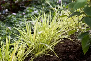 hakonechloa macra 'aureola' P9 - afbeelding 5