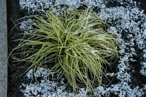 Aureovariegata - afbeelding 1