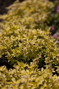 origanum vulg. 'aureum' P9 - afbeelding 5