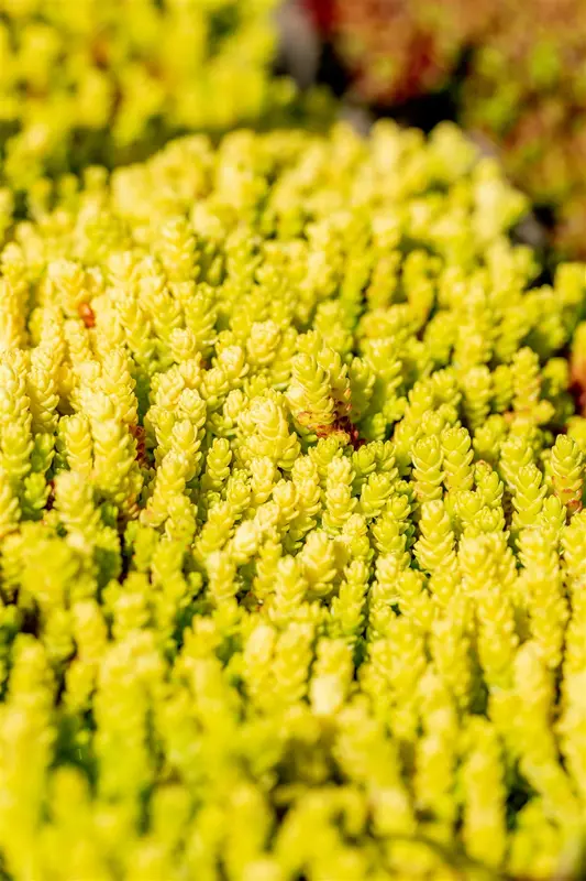 sedum acre 'aureum' P9 - afbeelding 3