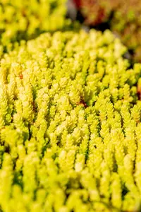 sedum acre 'aureum' P9 - afbeelding 3