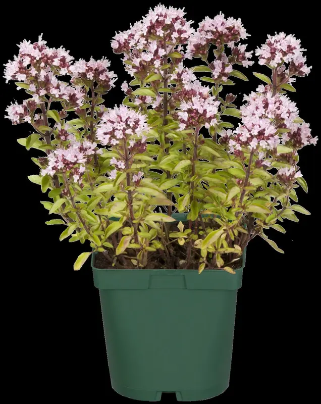 origanum vulg. 'aureum' P9 - afbeelding 4