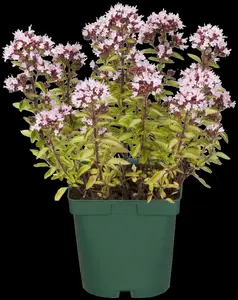 origanum vulg. 'aureum' P9 - afbeelding 4