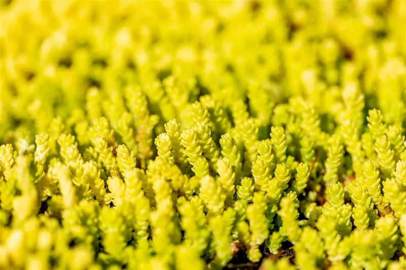sedum acre 'aureum' P9 - afbeelding 2