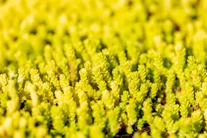 sedum acre 'aureum' P9 - afbeelding 2