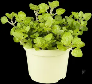 origanum vulg. 'aureum' P9 - afbeelding 3