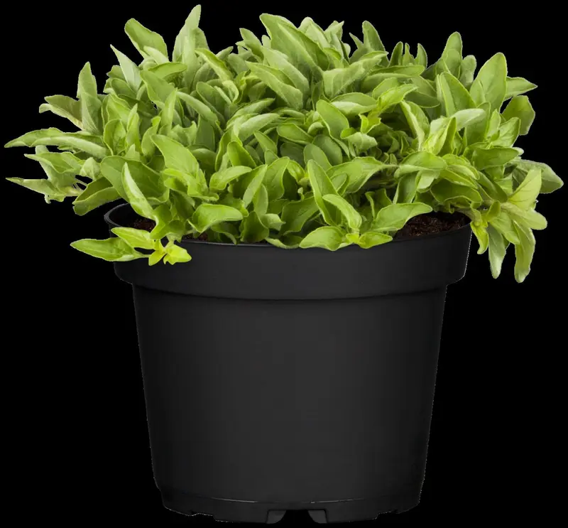 origanum vulg. 'aureum' P9 - afbeelding 2