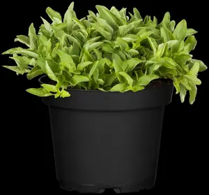 origanum vulg. 'aureum' P9 - afbeelding 2
