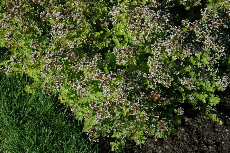 origanum vulg. 'aureum' P9 - afbeelding 5