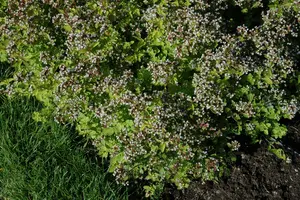 origanum vulg. 'aureum' P9 - afbeelding 5